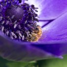 Purple Pollen